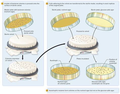 how to clean replica cloth biology|how to replicate velvet.